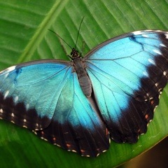 Butterfly - Lightweight