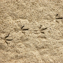Small Bird - Footprint